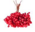 Ripe Guelder Berries