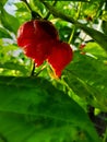 Ripe Habanero Chillies On A Plant Royalty Free Stock Photo