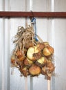 Ripe Hanging onions