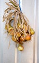 Ripe Hanging onions