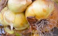 Ripe Hanging onions