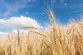 Ripe harvest, agricultural land. Gold wheat field and blue sky. Summer day, rural countryside.