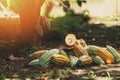 Ripe harvest of cacao plant pods