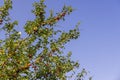 ripe harvest of large cherry plum in the summer