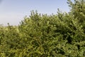 ripe harvest of large cherry plum in the summer