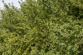 ripe harvest of large cherry plum in the summer