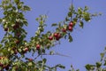 ripe harvest of large cherry plum in the summer