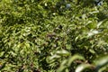 ripe harvest of large cherry plum in the summer