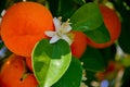 Ripe harvest and orange blossom, citrus trees in israel. white flowers and green leaves Royalty Free Stock Photo