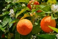 Ripe harvest and orange blossom, citrus trees in israel. white flowers and green leaves Royalty Free Stock Photo