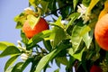 Ripe harvest and orange blossom, citrus trees in israel. white flowers and green leaves Royalty Free Stock Photo