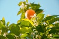 Ripe harvest and orange blossom, citrus trees in israel. white flowers and green leaves Royalty Free Stock Photo