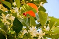 ripe harvest and orange blossom, citrus trees in israel. white flowers and green leaves Royalty Free Stock Photo