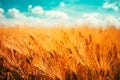 Ripe harvest ready barley field
