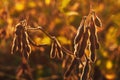 Ripe harvest ready soybean (Glycine max) crop plantation in summer sunset