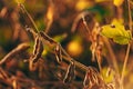 Ripe harvest ready soybean (Glycine max) crop plantation in summer sunset