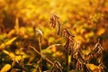 Ripe harvest ready soybean (Glycine max) crop plantation in summer sunset