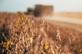 Ripe harvest ready soybean pods in cultivated field with silhouette of an agricultural tractor and trailer raising dust on country Royalty Free Stock Photo