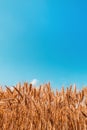 Ripe harvest ready wheat crop field in summer Royalty Free Stock Photo