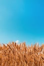 Ripe harvest ready wheat crop field in summer