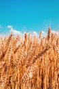 Ripe harvest ready wheat crop field in summer Royalty Free Stock Photo