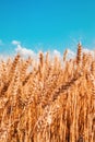 Ripe harvest ready wheat crop field in summer