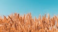 Ripe harvest ready wheat crop field in summer