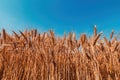 Ripe harvest ready wheat crop field in summer Royalty Free Stock Photo