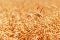 Ripe harvest ready wheat crops field in summer, cereal plant cultivation