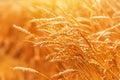 Ripe harvest ready wheat in field