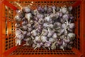 Ripe harvested garlic bulbs in a red box.