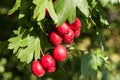 Ripe hawthorn in autumn Royalty Free Stock Photo