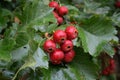 Ripe hawthorn in autumn