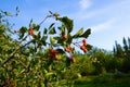 Ripe hawthorn berries in garden on a clear day against a blue sky. Beautiful autumn background, horizontal photo. Healthy Royalty Free Stock Photo