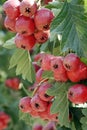 Ripe hawthorn fruits hang all over the branches.