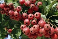Ripe hawthorn fruits hang all over the branches.