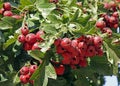 Ripe hawthorn fruits hang all over the branches.