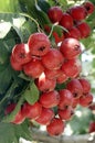 Ripe hawthorn fruits hang all over the branches.