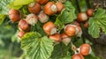 Ripe Hazelnuts on Branches of Hazelnut Tree Royalty Free Stock Photo