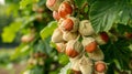 Ripe Hazelnuts on Branches of Hazelnut Tree Royalty Free Stock Photo