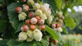 Ripe Hazelnuts on Branches of Hazelnut Tree Royalty Free Stock Photo