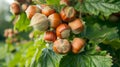 Ripe Hazelnuts on Branches of Hazelnut Tree Royalty Free Stock Photo