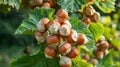 Ripe Hazelnuts on Branches of Hazelnut Tree Royalty Free Stock Photo