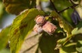 Ripe hazelnuts on the branches of a tree. Royalty Free Stock Photo