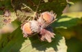 Ripe hazelnuts on the branches of a tree. Royalty Free Stock Photo