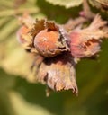 Ripe hazelnuts on the branches of a tree. Royalty Free Stock Photo