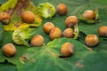 Ripe hazelnuts on leafs