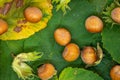 Ripe hazelnuts on leafs Royalty Free Stock Photo