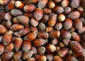 ripe hazelnuts texture