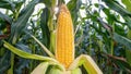 Ripe Healthy Corn cob Ear in Lush Corn Field Field, Copy-Space